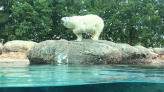 Polar bear Feeding time [2/4] (Toyohashi Zoo and Botanical Park, Aichi, Japan) August 5, 2017