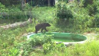 Asian black bear [1/2] (Toyohashi Zoo and Botanical Park, Aichi, Japan) August 5, 2017