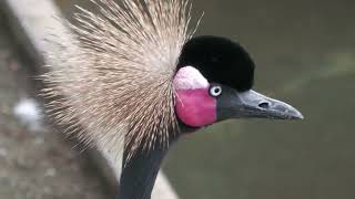 Black crowned crane (Oji Zoo, Hyogo, Japan) October 14, 2021