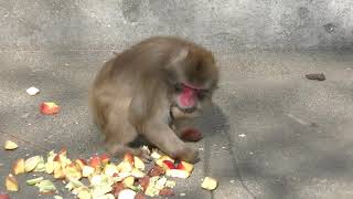 Japanese macaque (Iida City Zoo, Nagano, Japan) January 19, 2019