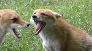 Ezo red fox quarrel (Northern Fox Ranch, Hokkaido, Japan) June 27, 2019