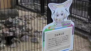 Fennec (Inokashira Park Zoo, Tokyo, Japan) September 23, 2017