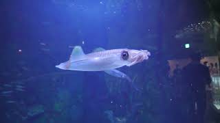 アオリイカ (鳥羽水族館) 2022年7月17日