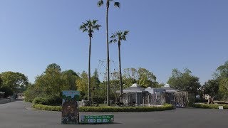 クロクモザル (熊本市動植物園) 2019年4月18日