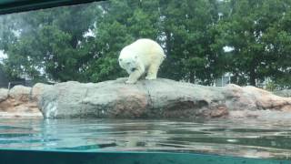 Polar bear Feeding time [1/4] (Toyohashi Zoo and Botanical Park, Aichi, Japan) August 5, 2017