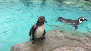クロキリキャッチ！ フンボルトペンギンの餌やり体験（東武動物公園） 2017年8月20日