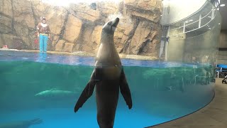 Sea lion & Earless seal performance (Shimane AQUAS Aquarium, Shimane, Japan) December 2, 2019