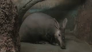 Aardvark (Toyohashi Zoo and Botanical Park, Aichi, Japan) January 1, 1970
