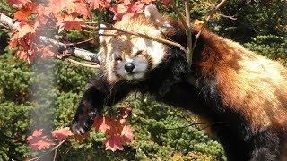 レッサーパンダ の森 (茶臼山動物園) 2018年11月4日