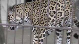 ジャガーのアスカくん (東山動植物園) 2017年11月18日