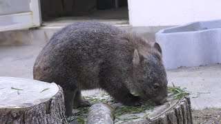 Coarse-haired wombat (SATSUKIYAMA ZOO, Osaka, Japan) November 3, 2017