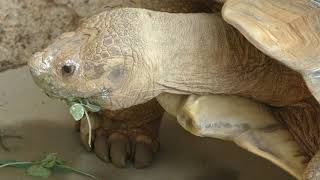 African spurred tortoise (Oji Zoo, Hyogo, Japan) September 16, 2018
