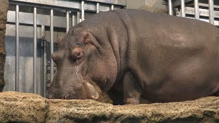 Hippopotamus (Sapporo Maruyama Zoo, Hokkaido, Japan) June 13, 2019