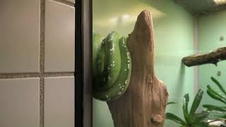 Green tree python (Higashiyama Zoo and Botanical Gardens, Aichi, Japan) July 22, 2021