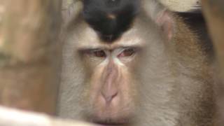 Pig-tailed macaque (Kagoshima City Hirakawa Zoological Park, Kagoshima, Japan) July 29, 2018