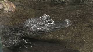 Chinese alligator (Higashiyama Zoo and Botanical Gardens, Aichi, Japan) July 22, 2021