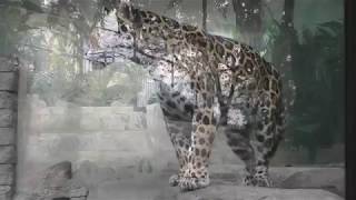 ジャガーのルースちゃん (天王寺動物園) 2017年11月3日