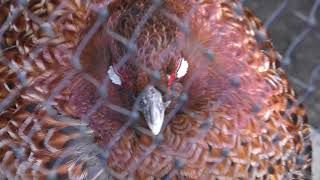 ヤマドリ　Copper pheasant