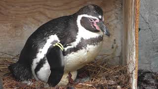 抱卵中のフンボルトペンギン (小諸市動物園) 2018年4月15日
