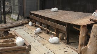 ウサギ (栗山公園 なかよし動物園) 2019年6月18日