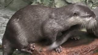 Forest area Asian short-clawed otter (Osaka Aquarium KAIYUKAN, Osaka, Japan) October 1, 2021
