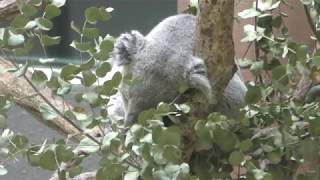 Koala (Tama Zoological Park, Tokyo, Japan) November 12, 2017