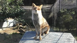 Japanese Red Fox (Toyohashi Zoo and Botanical Park, Aichi, Japan) December 13, 2018
