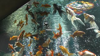 金魚の大水槽 (足立区生物園) 2018年5月5日