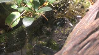 Mossy bugeyed frog (Sapporo Maruyama Zoo, Hokkaido, Japan) February 12, 2018