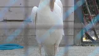 White Pelican (Kurume Bird Center, Fukuoka, Japan) April 19, 2019