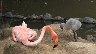 Flamingo Chicks (Oji Zoo, Hyogo, Japan) August 4, 2020