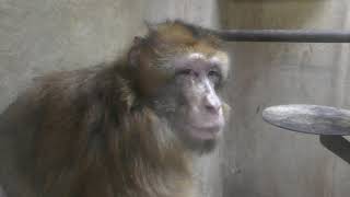 Barbary ape (Japan Monkey Centre, Aichi, Japan) January 20, 2019