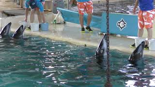Dolphin training center (Notojima Aquarium, Ishikawa, Japan) August 17, 2019