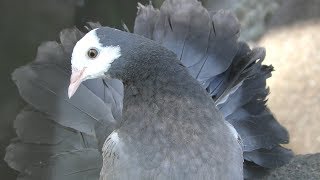 クジャクバト　Fantail pigeon