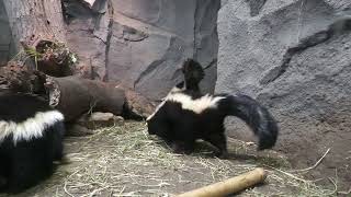 Striped skunk (KOBE ANIMAL KINGDOM, Hyogo, Japan) October 24, 2021