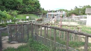 ダチョウ (沖縄こどもの国) 2023年7月29日