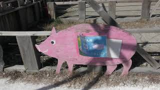 Pig & Miniature pig barn (Aichi Farm, Aichi, Japan) January 24, 2019