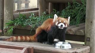 レッサーパンダ の『カカ』と『ルル』 (三島市立公園楽寿園) 2022年7月31日