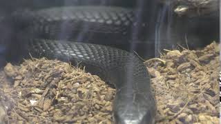 カラスヘビ (日本平動物園) 2017年12月10日