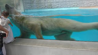 Polar bear (Shizuoka Municipal Nihondaira Zoo, Shizuoka, Japan) September 29, 2019