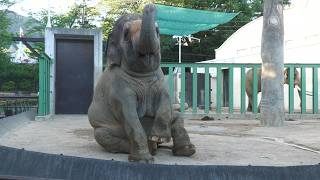 Asian elephant (Oji Zoo, Hyogo, Japan) August 11, 2023
