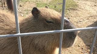 Capybara (Shirotori ZOO, Kagawa, Japan) March 1, 2019
