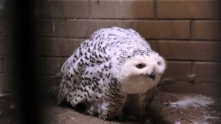 Snowy owl (Hamamatsu Zoological Gardens, Shizuoka, Japan) July 25, 2021