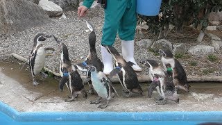 ペンギンの解説 (とくしま動物園) 2019年3月2日
