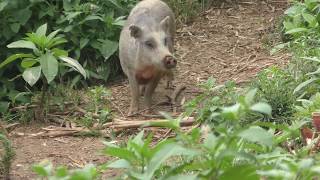 Wild boar (East Tsukuba Utopia Natural Animal Park, Ibaraki, Japan) July 16, 2018