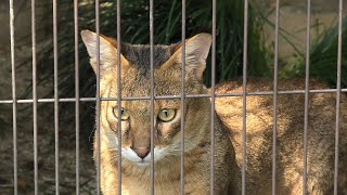 Jungle cat (Higashiyama Zoo and Botanical Gardens, Aichi, Japan) July 22, 2021