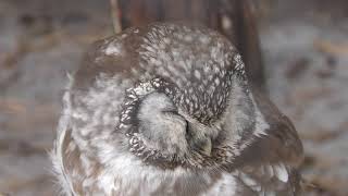 キンメフクロウ　Tengmalm's owl