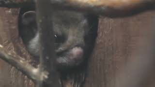 Flying squirrel (Higashiyama Zoo and Botanical Gardens, Aichi, Japan) July 22, 2021