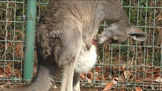 Eastern grey kangaroo (Saitama Children's Zoo, Saitama, Japan) February 3, 2018