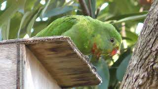 Superb parrot (Campbelltown Forest of Wild Birds, Saitama, Japan) March 31, 2018